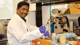 Samikkannu Thangavel, the new associate director of the Institute of NeuroImmune Pharmacology working in the lab.