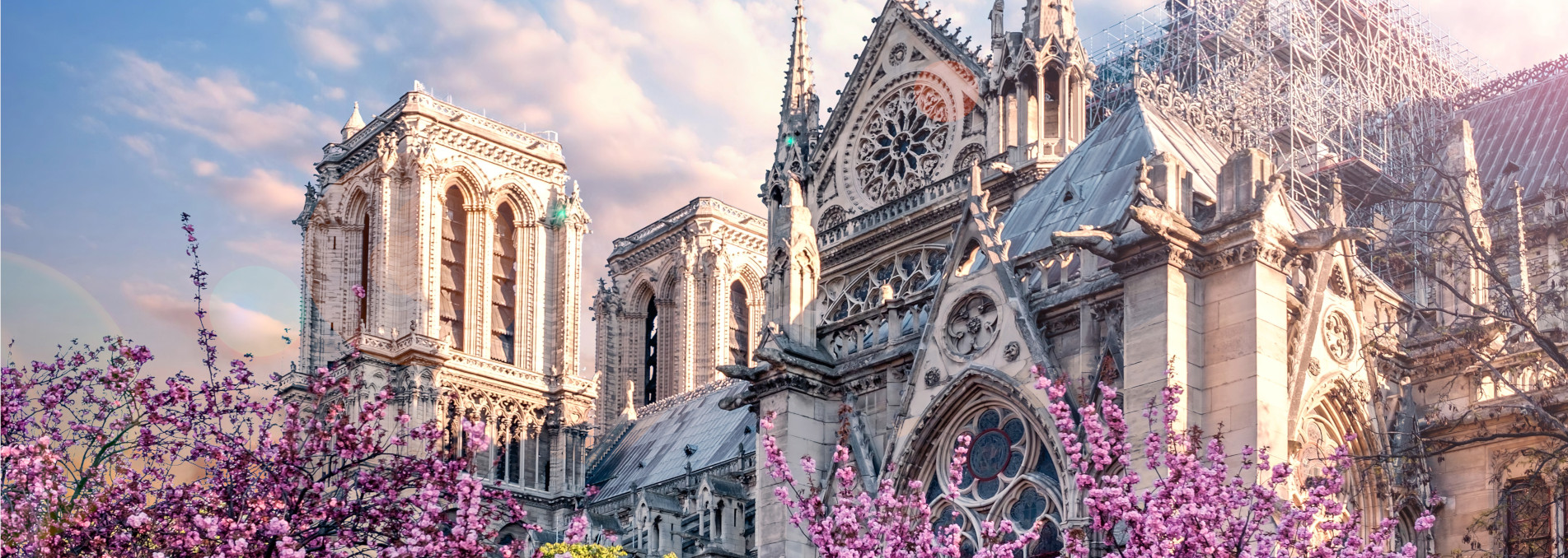 Notre Dame Blossoms