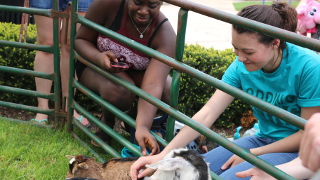 Students petting animals through a fence. 