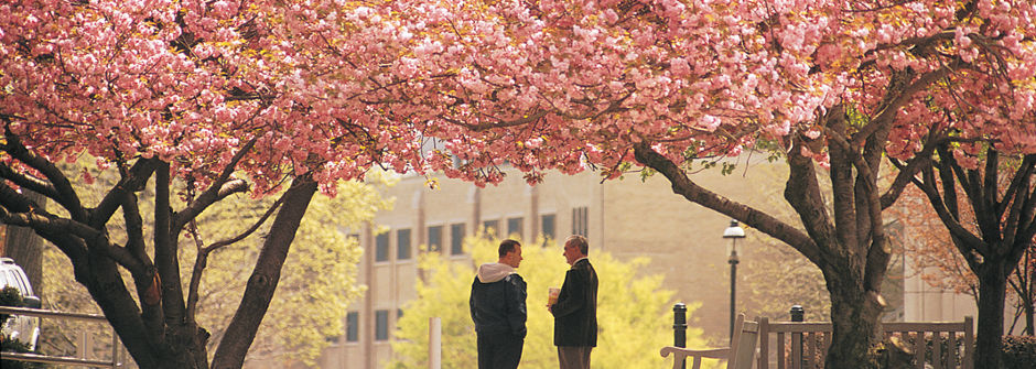 Faculty members talking under a canopy of pink trees. 